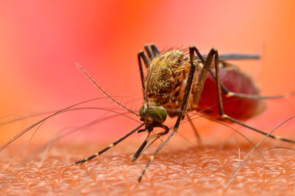 Dengue